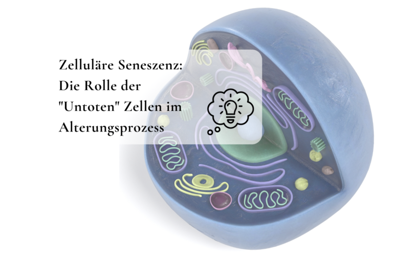 Zelluläre Seneszenz: Die Rolle der „Untoten“ Zellen im Alterungsprozess