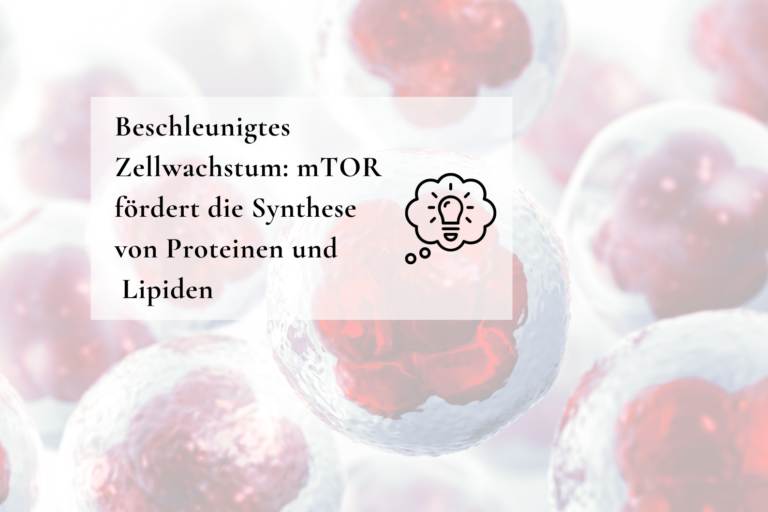 So beschleunigen elektromagnetische Felder Zellprozesse (mTOR-Signalweg)